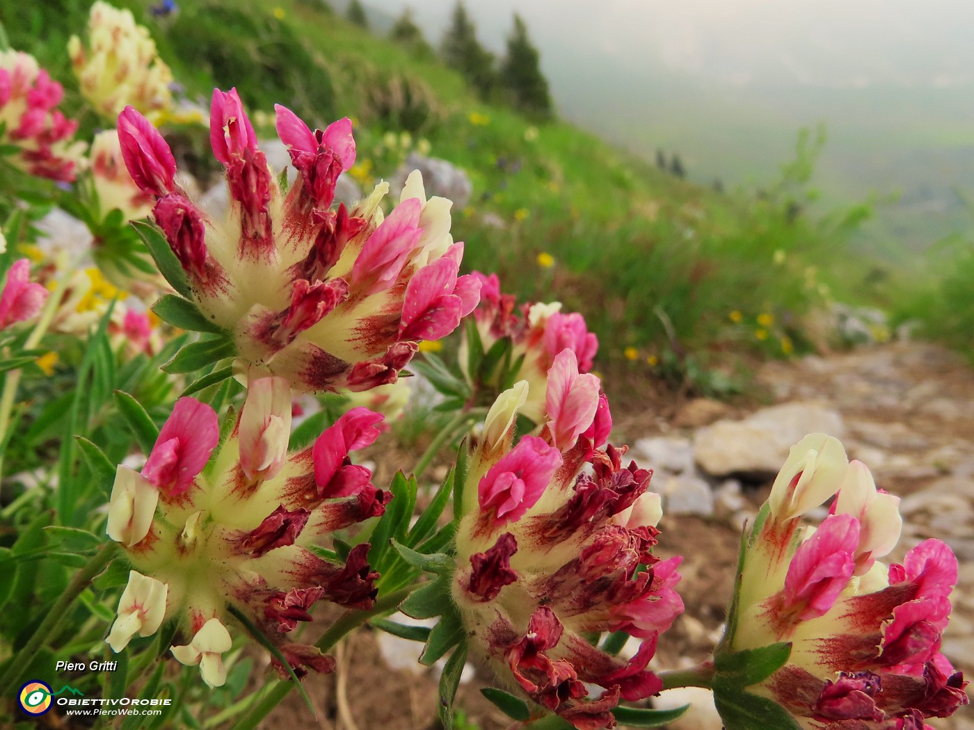 18 Trifolium alpinum (Trifoglio alpino).JPG